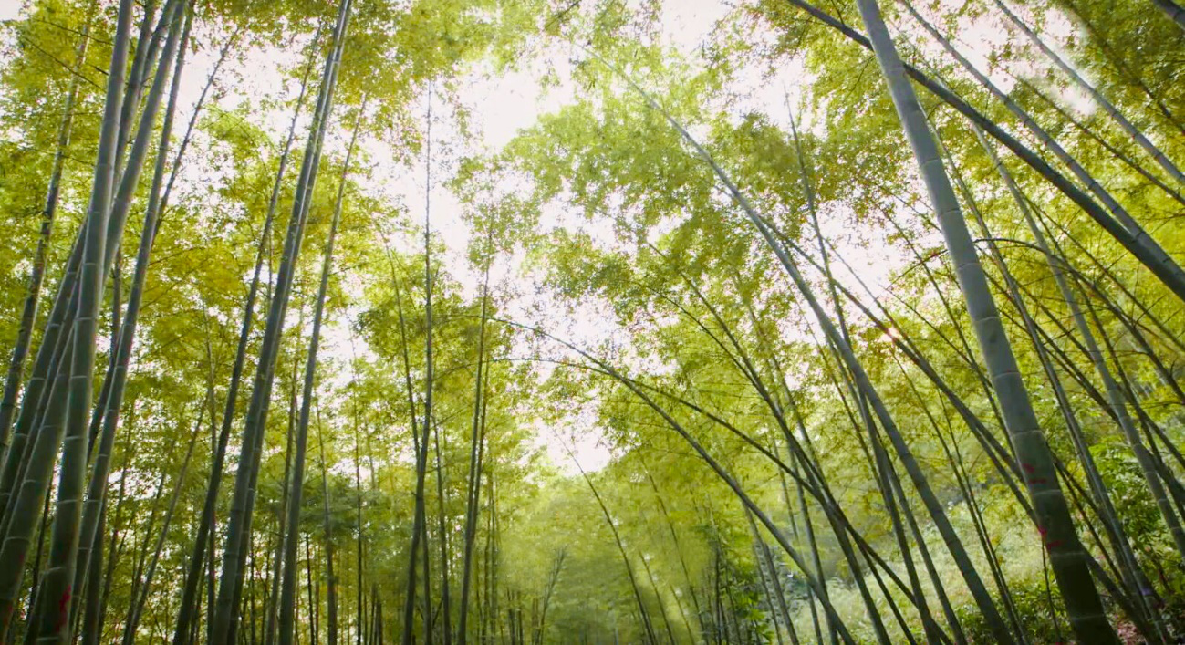 凤凰同盟·(中国区)官方网站